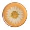 PopSockets POPSOCKETS Pressed Flower White Daisy Avtagbart Grip