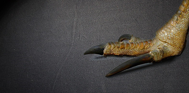 QIALINO Qialino Äkta Läder BaksideSkal till Samsung Galaxy S6 - Brun